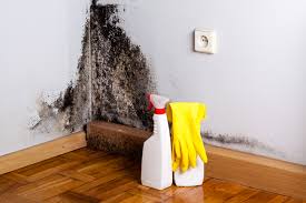 Best Attic Mold Removal in Dwight, IL